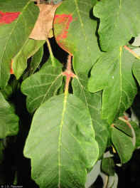 Acer_griseum-leaf-NRCS