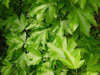 Acer_miyabei_leaf