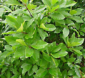 Chionanthus_virginicus-leaf