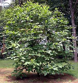 Magnolia tripetala-tree