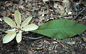 Magnolia_tripetala-flower-NRCS