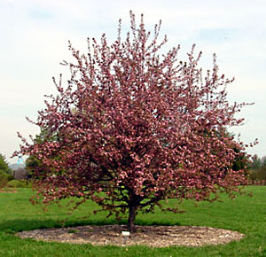 Types Of Crabapple Trees For Deer