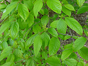 Stewartia_ovata-leaf
