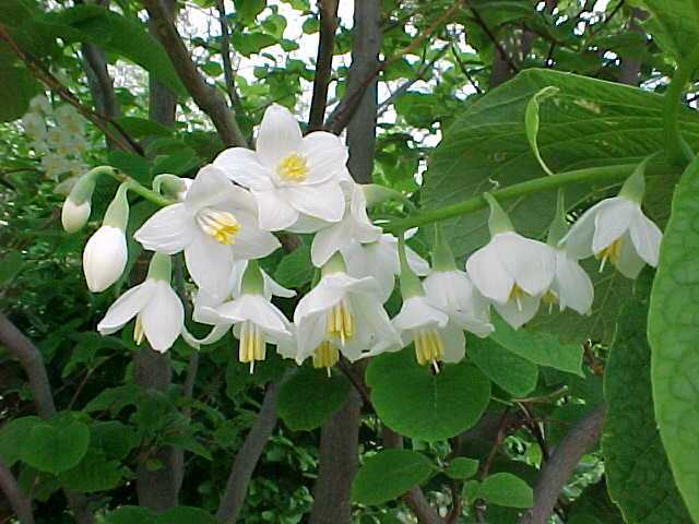 FRAGRANT SNOWBELL Styrax Obassia 4,8 SEEDS 