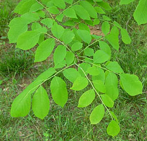 cladrastis-leaves