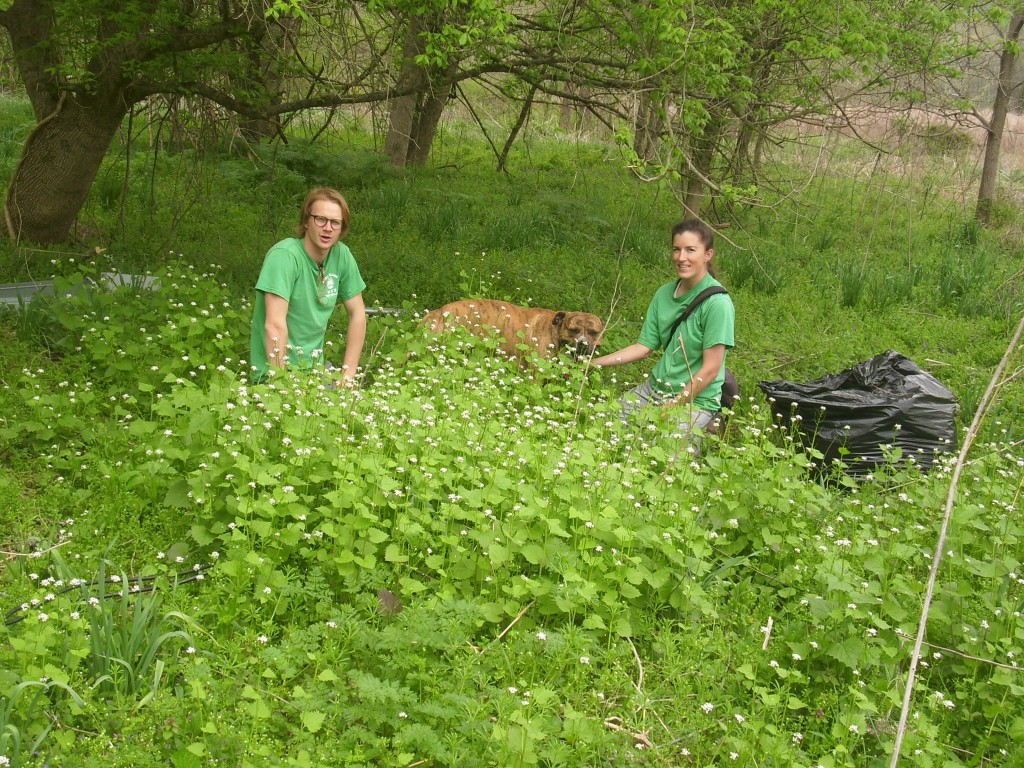 Natural areas crew in a patch of garlic mustard.